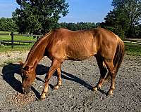 chestnut-tennessee-walking-horse