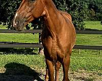 chestnut-twh-tennessee-walking-horse