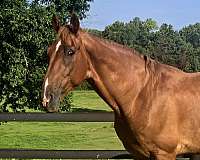 forward-tennessee-walking-horse