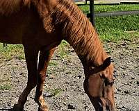 gaited-tennessee-walking-horse