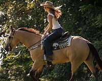 husband-safe-quarter-horse