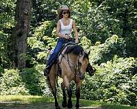 parade-quarter-horse
