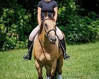 ranch-versatility-quarter-horse