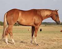 calf-roping-quarter-horse