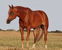 athletic-quarter-horse