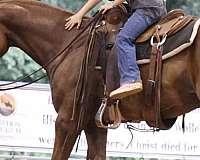 flashy-quarter-horse