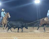 heading-quarter-horse