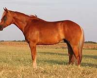 heel-quarter-horse