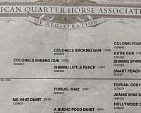 husband-safe-quarter-horse