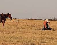 kid-safe-quarter-horse