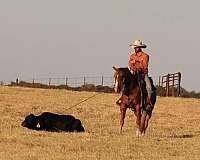 performance-quarter-horse