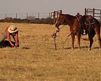 ranch-quarter-horse