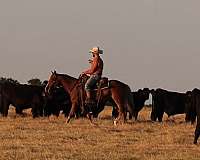 ranch-versatility-quarter-horse