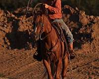 roping-quarter-horse