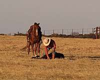 ranch-work-quarter-horse
