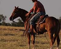 show-quarter-horse