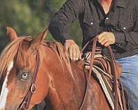 show-hack-quarter-horse
