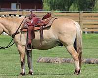 athletic-fjord-horse