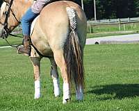 beginner-fjord-horse