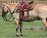 driving-fjord-horse