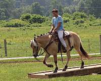 flashy-fjord-horse