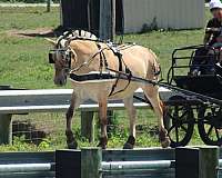 parade-fjord-horse
