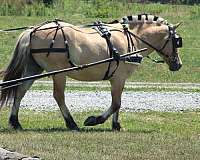 ranch-fjord-horse