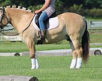 ridden-western-fjord-horse