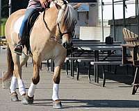 show-fjord-horse