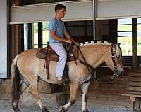 youth-fjord-horse