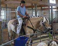 trail-riding-fjord-horse