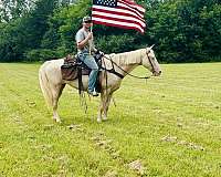 tennessee-walking-horse-for-sale