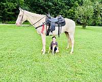 tennessee-walking-horse