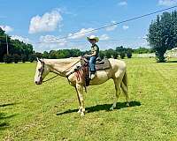 champagne-beginner-horse