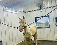 champagne-experienced-horse