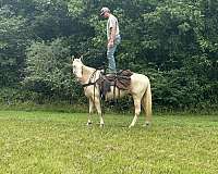 beginner-mare
