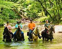 experienced-mare