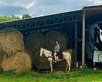beginner-horse
