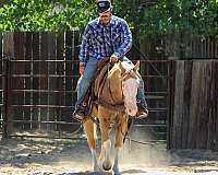 calf-roping-paint-horse