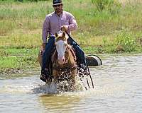athletic-paint-horse