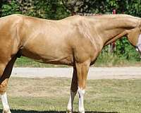 flashy-paint-horse