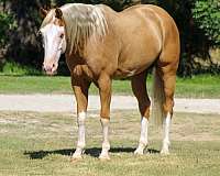 heel-paint-horse