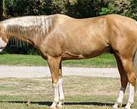 heading-paint-horse