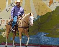 ranch-versatility-paint-horse