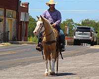 ranch-work-paint-horse