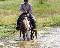 show-paint-horse