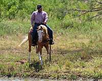 roping-paint-horse