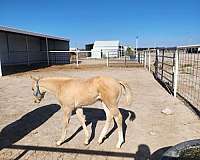 classy-filly-quarter-horse