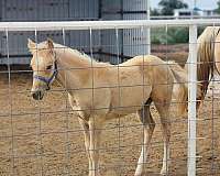 dunalino-aqha-filly-quarter-horse