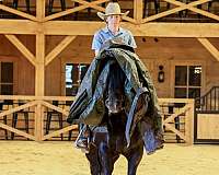 athletic-draft-horse